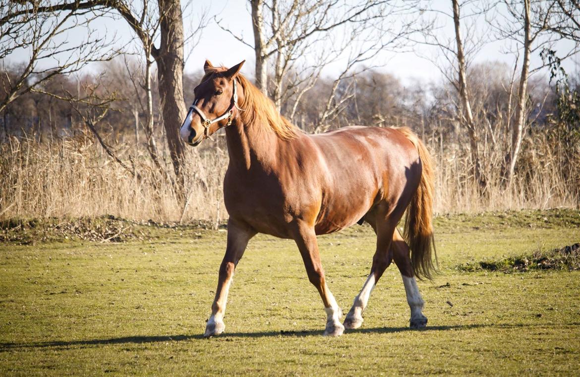 Frederiksborg Aslan - Aslan d 12/11-26  billede 3
