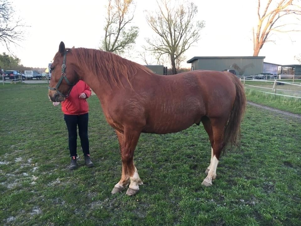 Frederiksborg Aslan - Kæmpe hest, 1. dag  billede 10