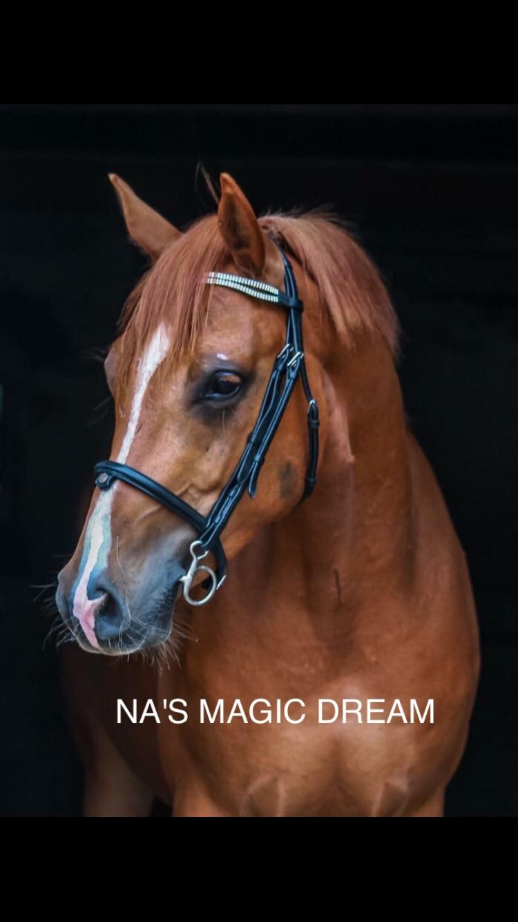 Sportsaraber (A) NA's Magic Dream Ibn Wahab billede 19