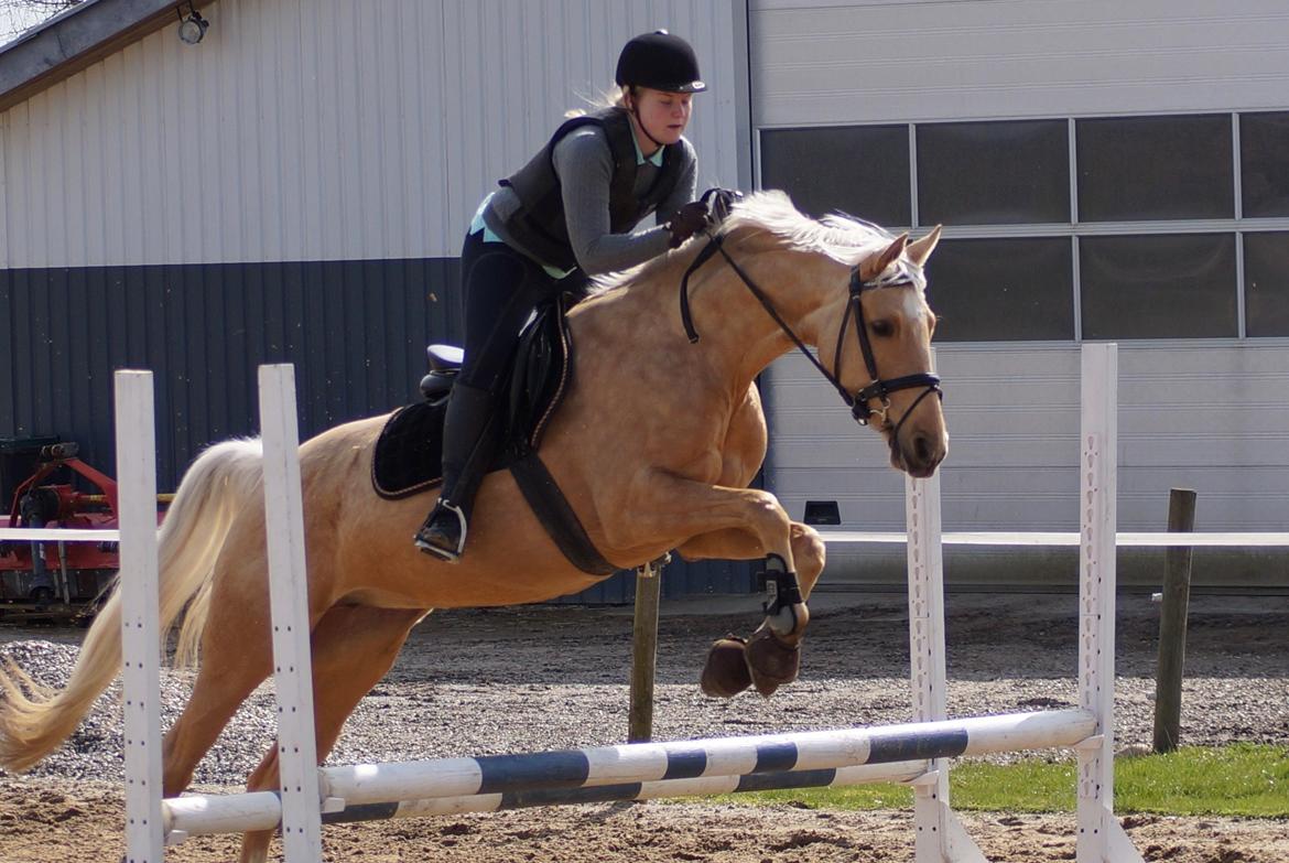 Palomino Hedegaards California Blue billede 5