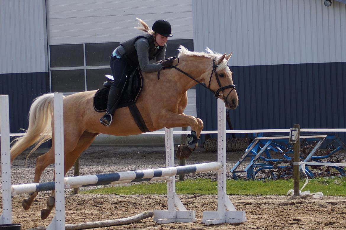Palomino Hedegaards California Blue billede 17