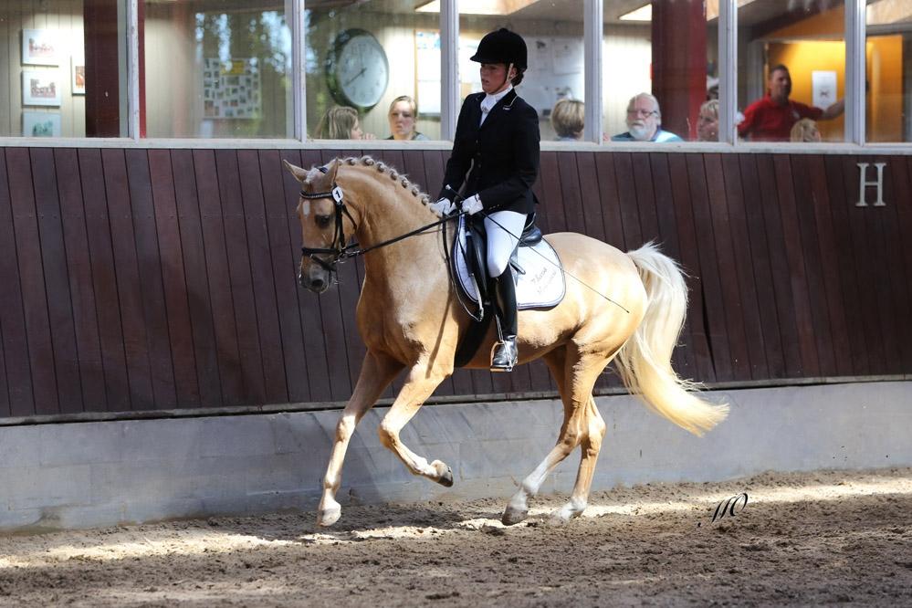 Palomino Hedegaards California Blue billede 12