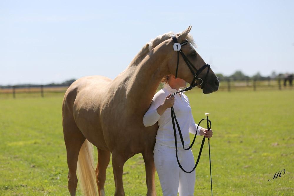 Palomino Hedegaards California Blue billede 14