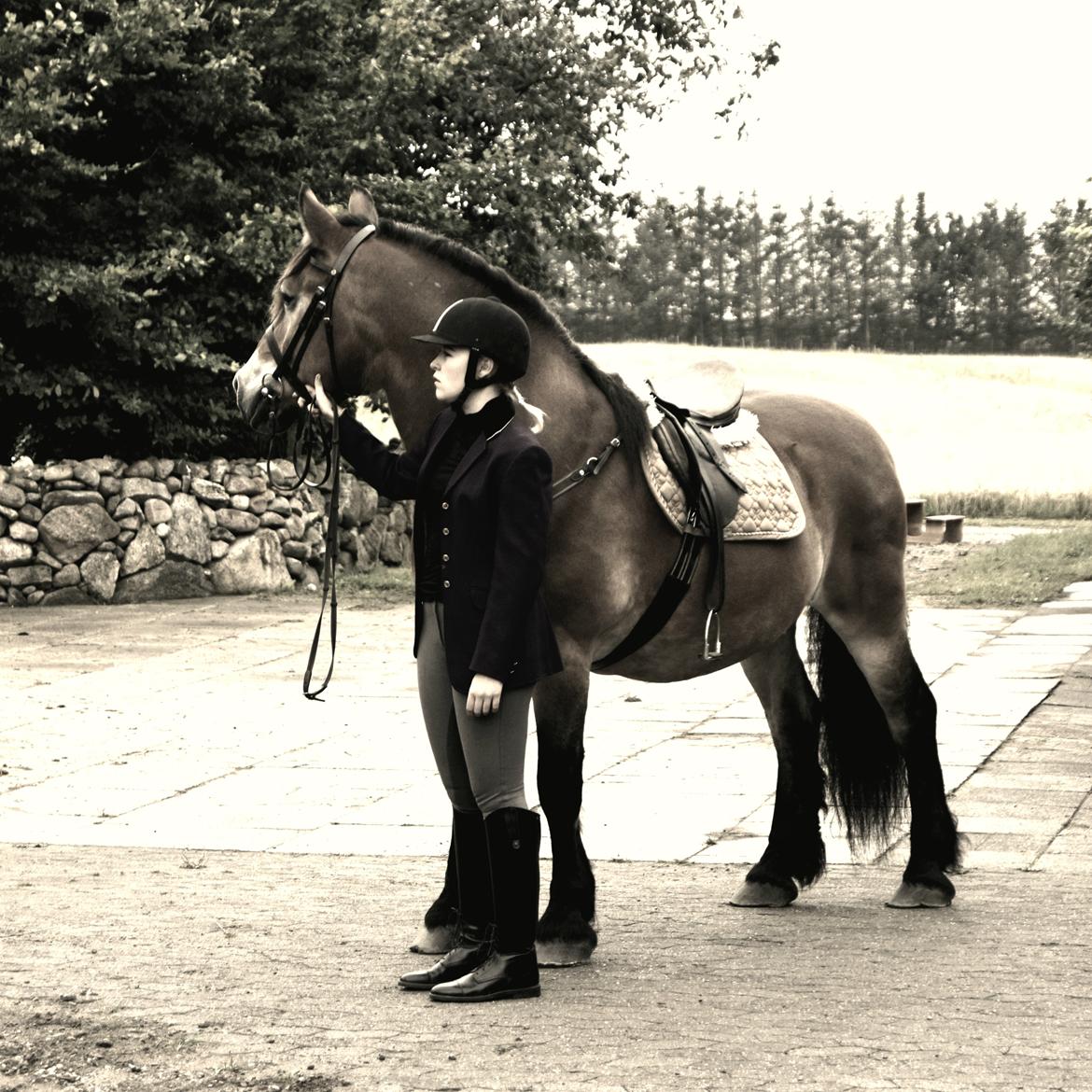 Nordsvensk Skovhest Balder (Cuauhtémoc Achak Canowicakte) billede 1