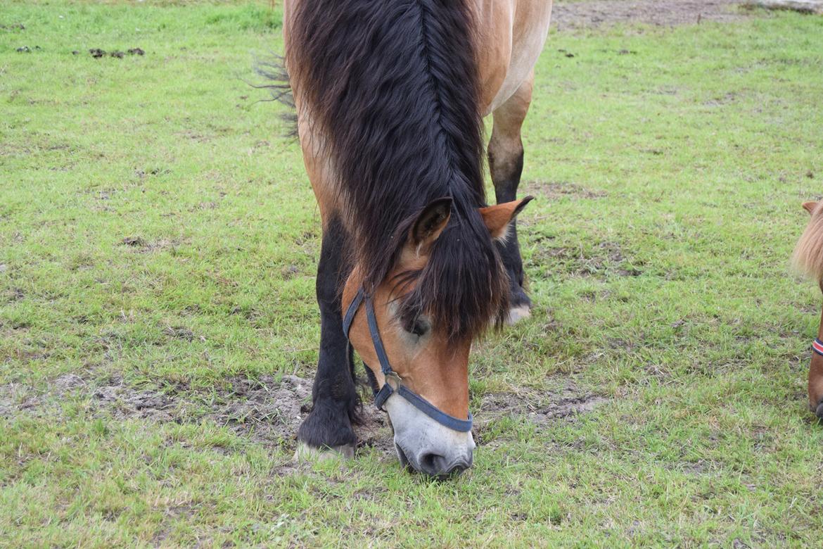 Nordsvensk Skovhest Balder (Cuauhtémoc Achak Canowicakte) billede 2