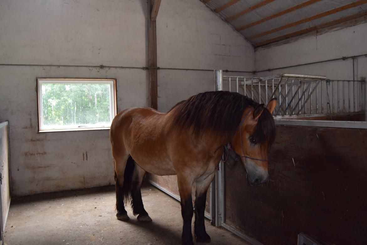 Nordsvensk Skovhest Balder (Cuauhtémoc Achak Canowicakte) billede 9