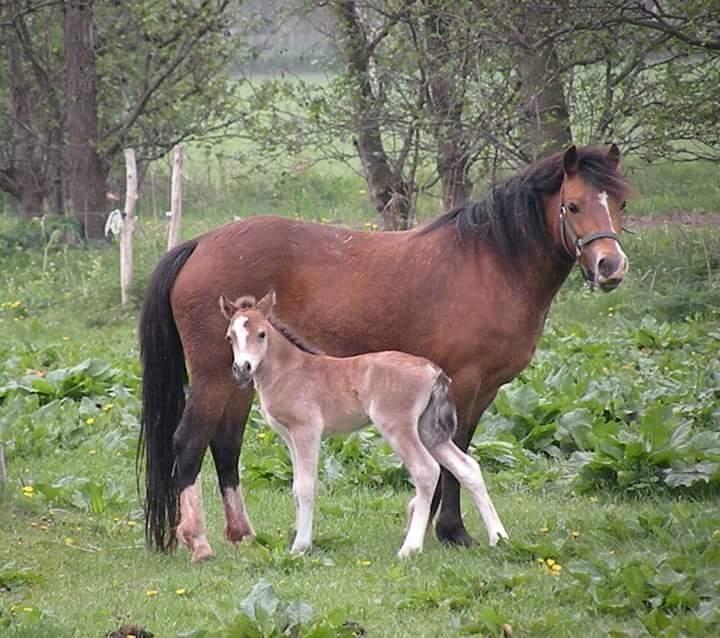 Welsh Mountain (sec A) Bjergaards just smile  SOLGT - Lige født  billede 1