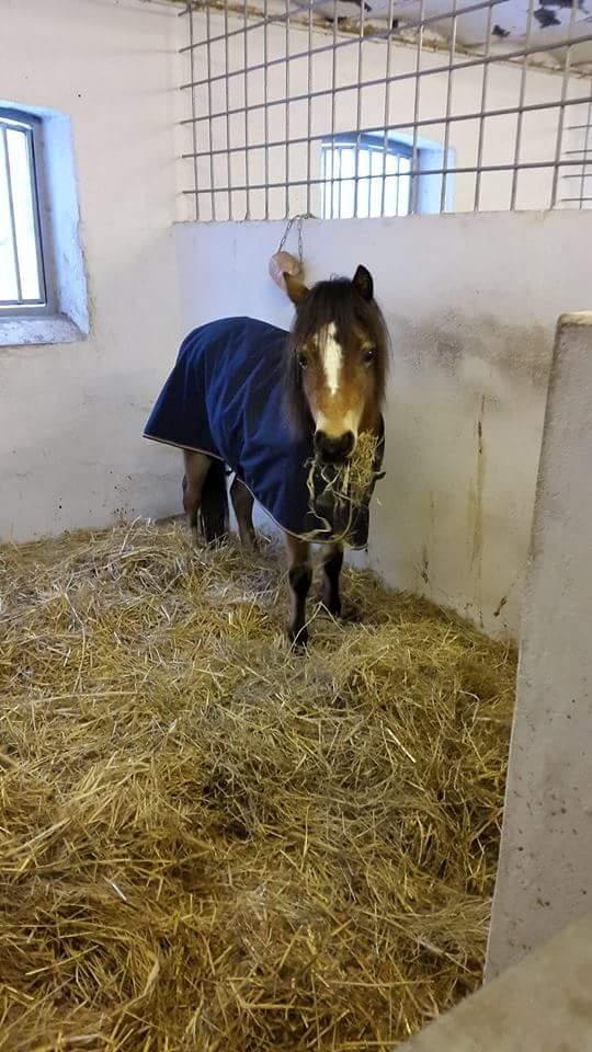 Welsh Mountain (sec A) Bjergaards just smile  SOLGT - 1 år  billede 2