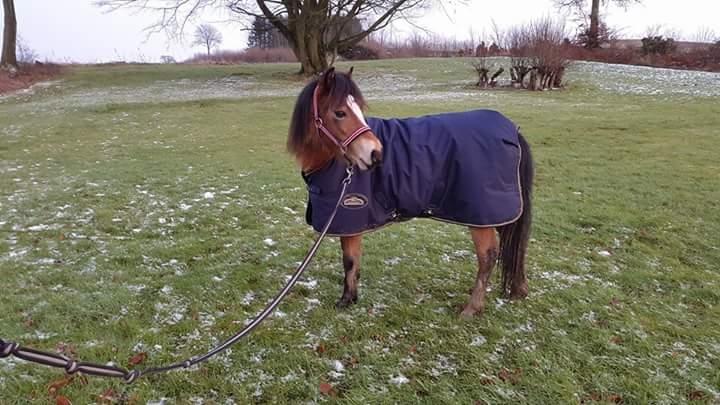 Welsh Mountain (sec A) Bjergaards just smile  SOLGT billede 3