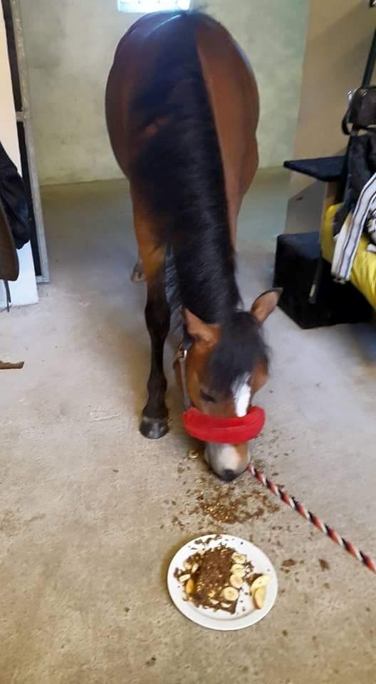 Welsh Mountain (sec A) Bjergaards just smile  SOLGT - 2 års fødselsdag  billede 4