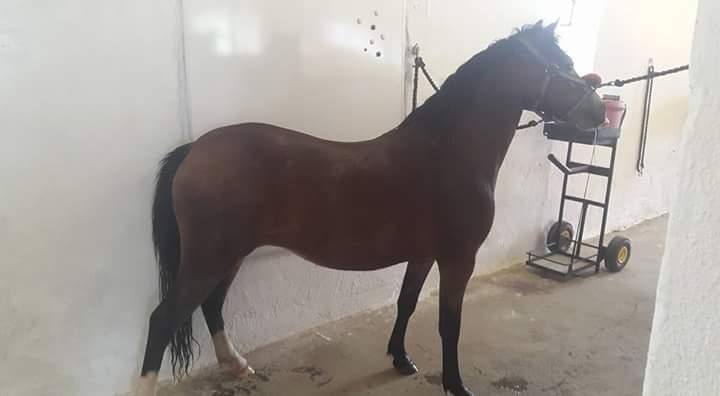 Welsh Mountain (sec A) Bjergaards just smile  SOLGT - efter første bad  billede 5