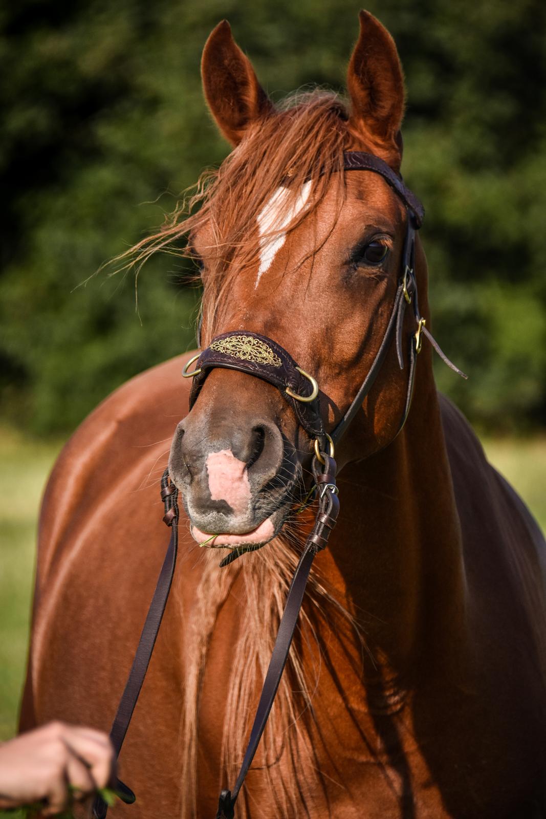 Arabisk fuldblod (OX) Aarupgårds Amina bint charm ox - Taget af Janni Arnoldsen  billede 13