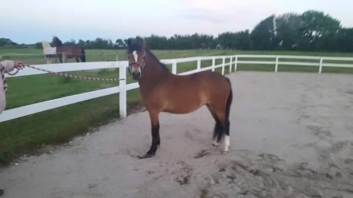 Welsh Mountain (sec A) Bjergaards just smile  SOLGT billede 6