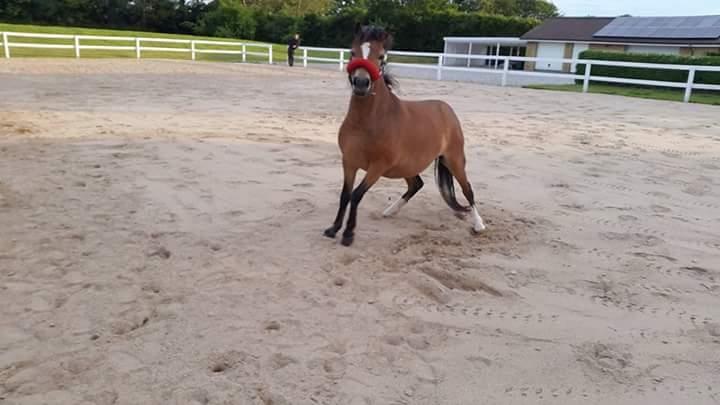 Welsh Mountain (sec A) Bjergaards just smile  SOLGT - Lige rullet sig  billede 7