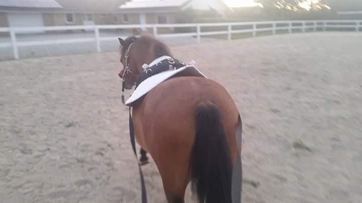 Welsh Mountain (sec A) Bjergaards just smile  SOLGT - igang med at gå for lange liner.  billede 8