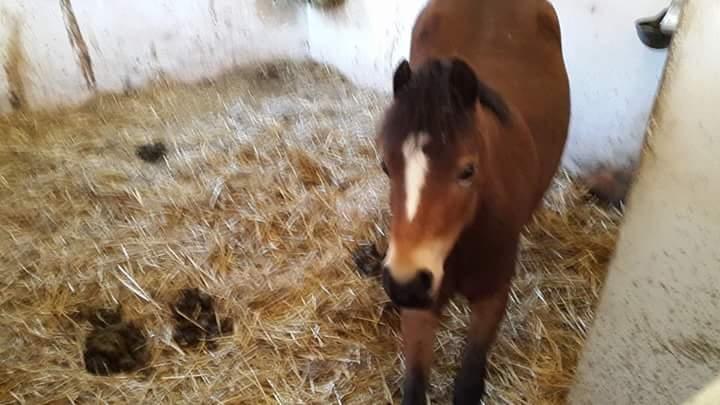 Welsh Mountain (sec A) Bjergaards just smile  SOLGT - strækker sig  billede 9