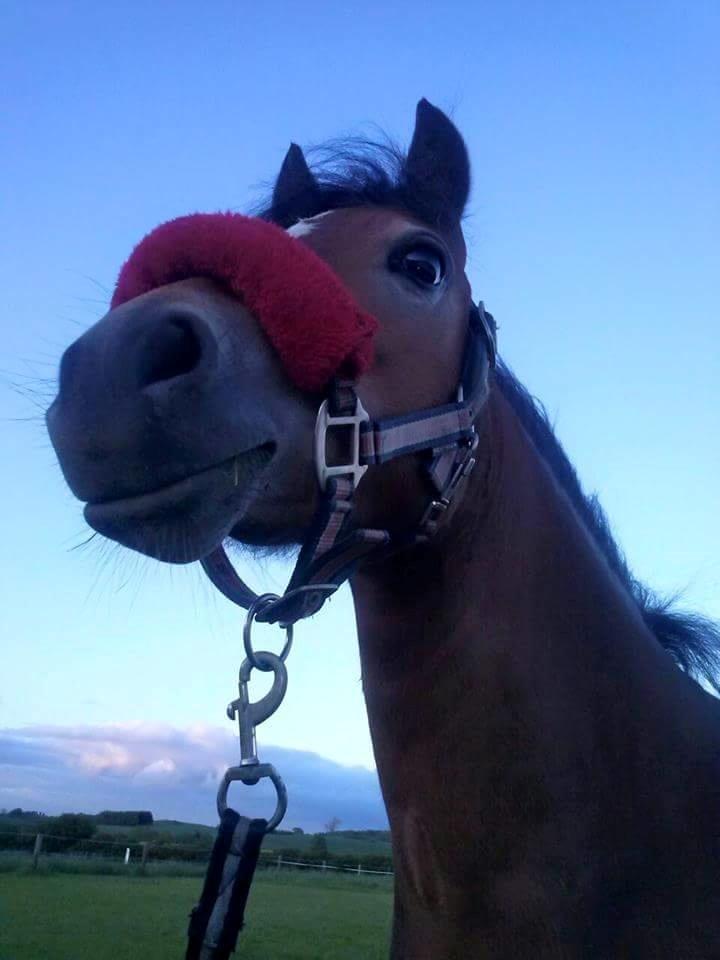 Welsh Mountain (sec A) Bjergaards just smile  SOLGT billede 10