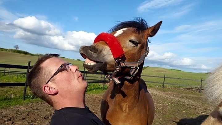 Welsh Mountain (sec A) Bjergaards just smile  SOLGT - ❤ billede 11