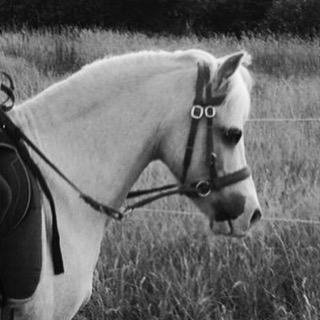 Welsh Mountain (sec A) Snoobi - Velkommen! :) billede 1