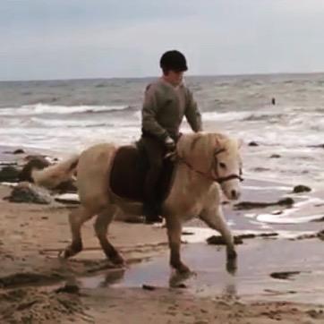 Welsh Mountain (sec A) Snoobi billede 10