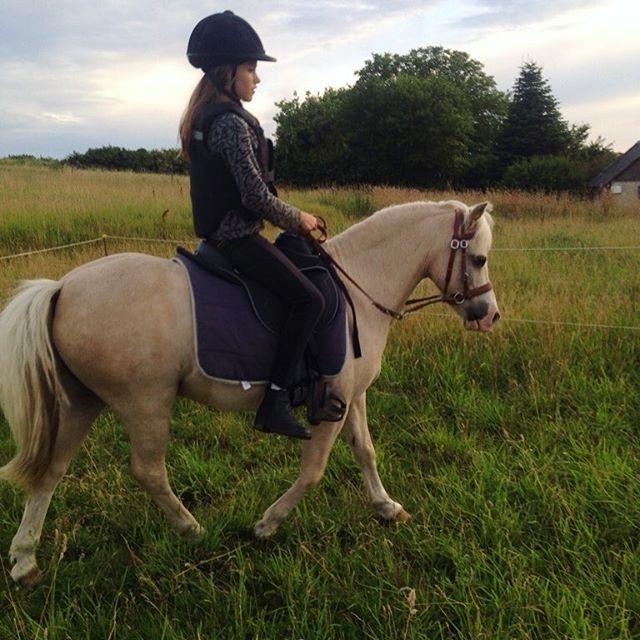 Welsh Mountain (sec A) Snoobi billede 9