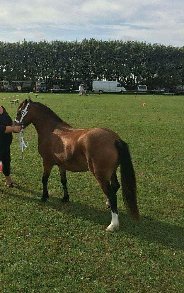 Welsh Mountain (sec A) Bjergaards just smile  SOLGT billede 12