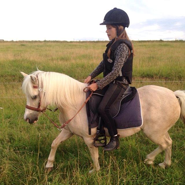 Welsh Mountain (sec A) Snoobi billede 11