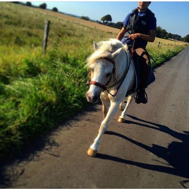 Welsh Mountain (sec A) Snoobi billede 6
