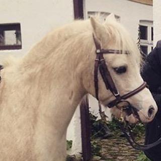 Welsh Mountain (sec A) Snoobi billede 12