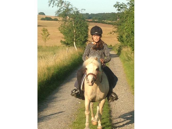 Welsh Mountain (sec A) Snoobi billede 13