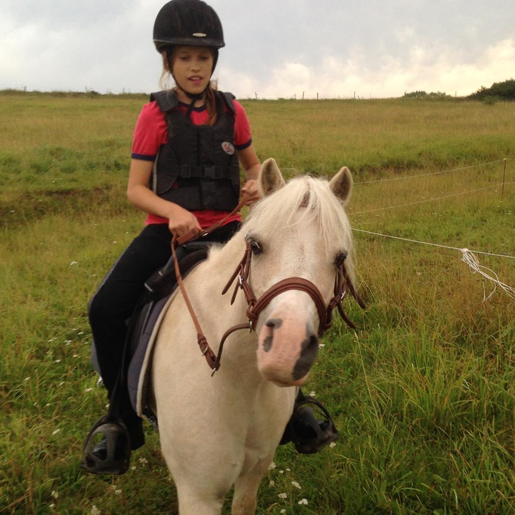 Welsh Mountain (sec A) Snoobi billede 5