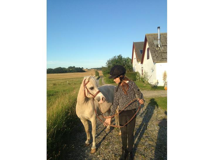 Welsh Mountain (sec A) Snoobi billede 7