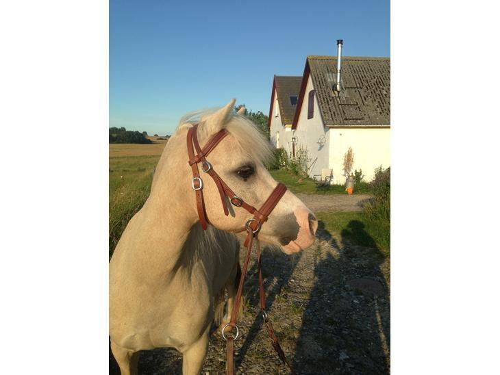 Welsh Mountain (sec A) Snoobi billede 8