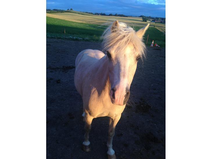 Welsh Mountain (sec A) Snoobi billede 14