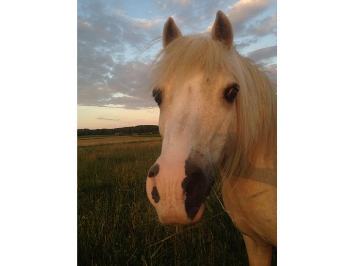 Welsh Mountain (sec A) Snoobi billede 15