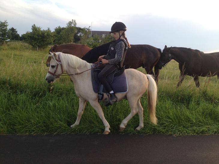 Welsh Mountain (sec A) Snoobi billede 16