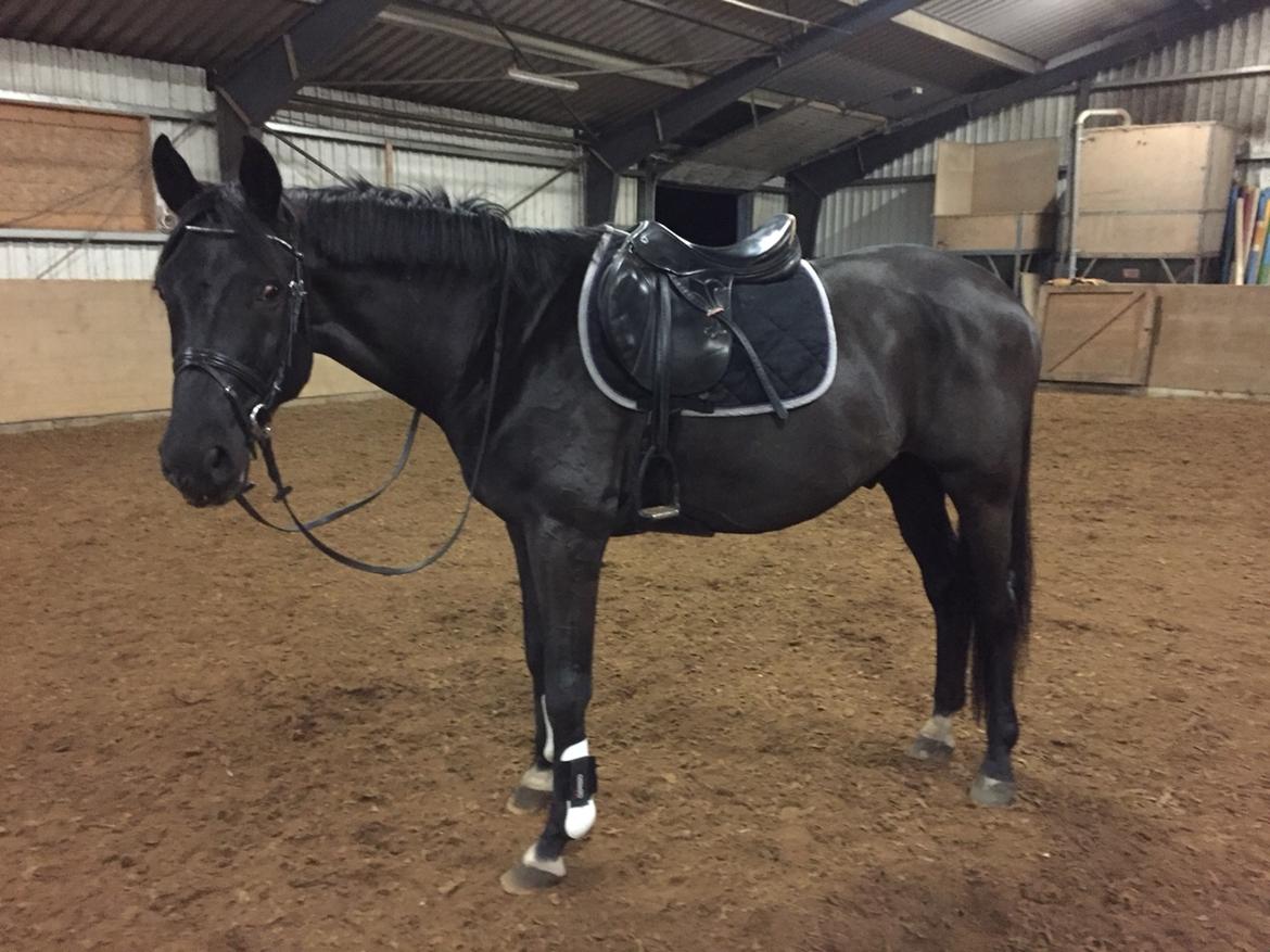 Oldenborg Sandokan Star billede 1