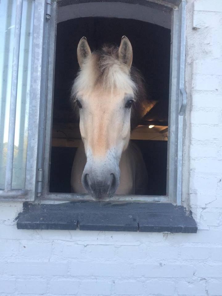 Fjordhest Hannibal *SOLGT* - Nysgerrig pony billede 4