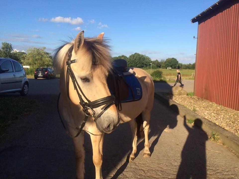 Fjordhest Hannibal *SOLGT* - En ægte fotomodel ;) billede 17