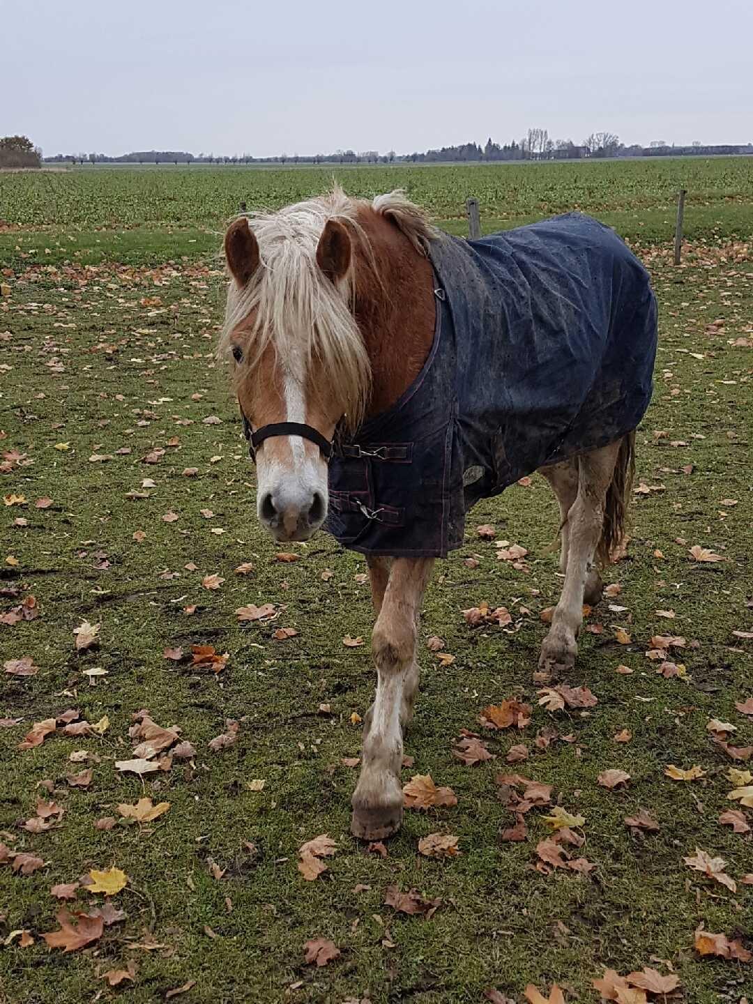 Haflinger Willy Kippinge Solgt billede 2