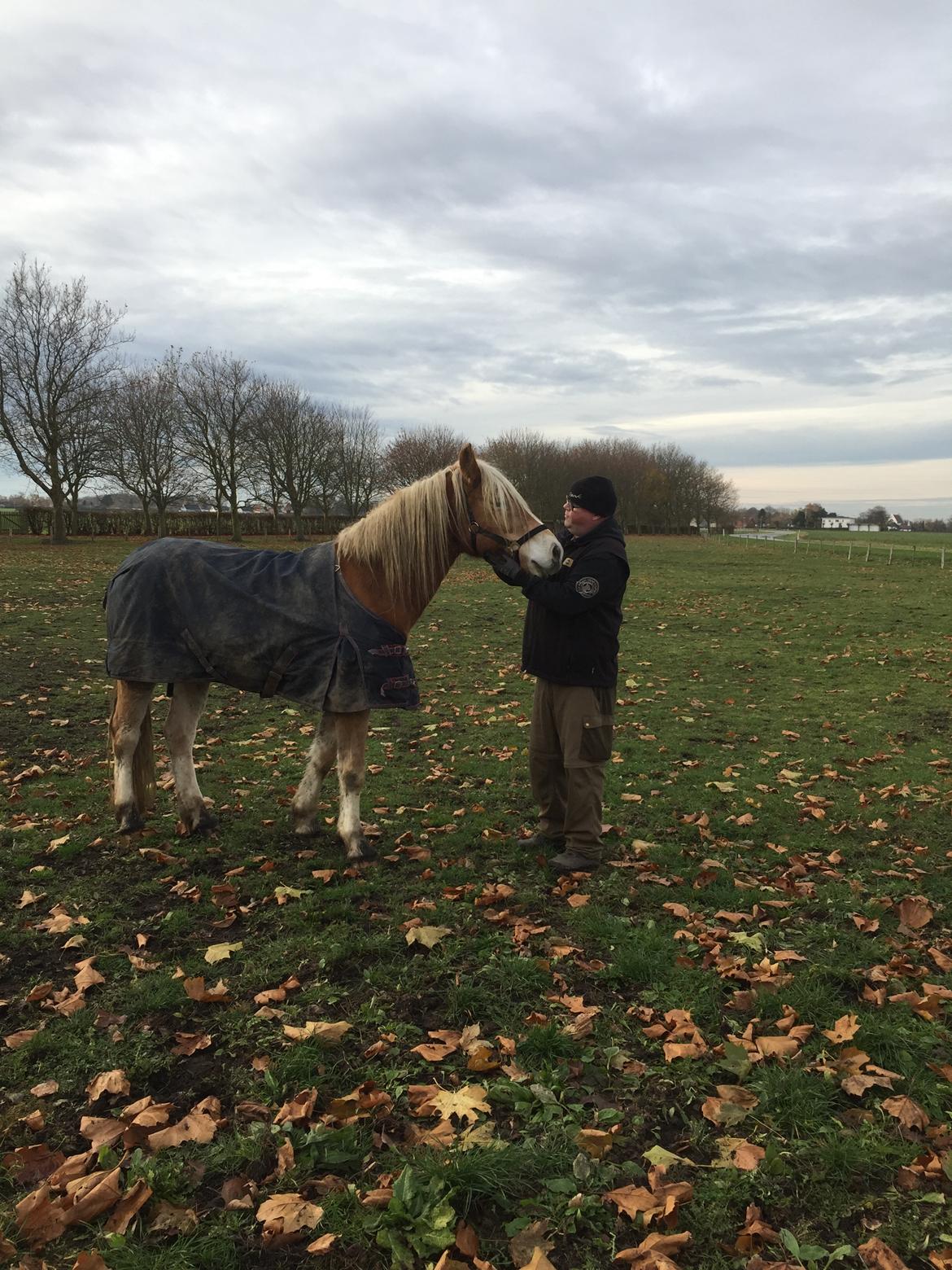 Haflinger Willy Kippinge Solgt billede 3