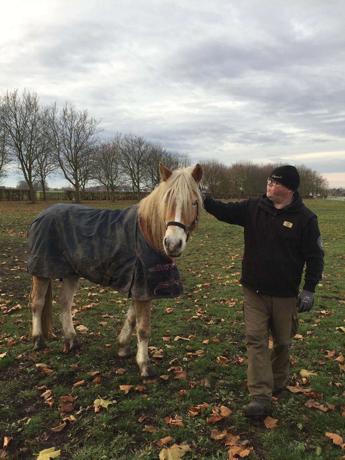 Haflinger Willy Kippinge Solgt billede 4