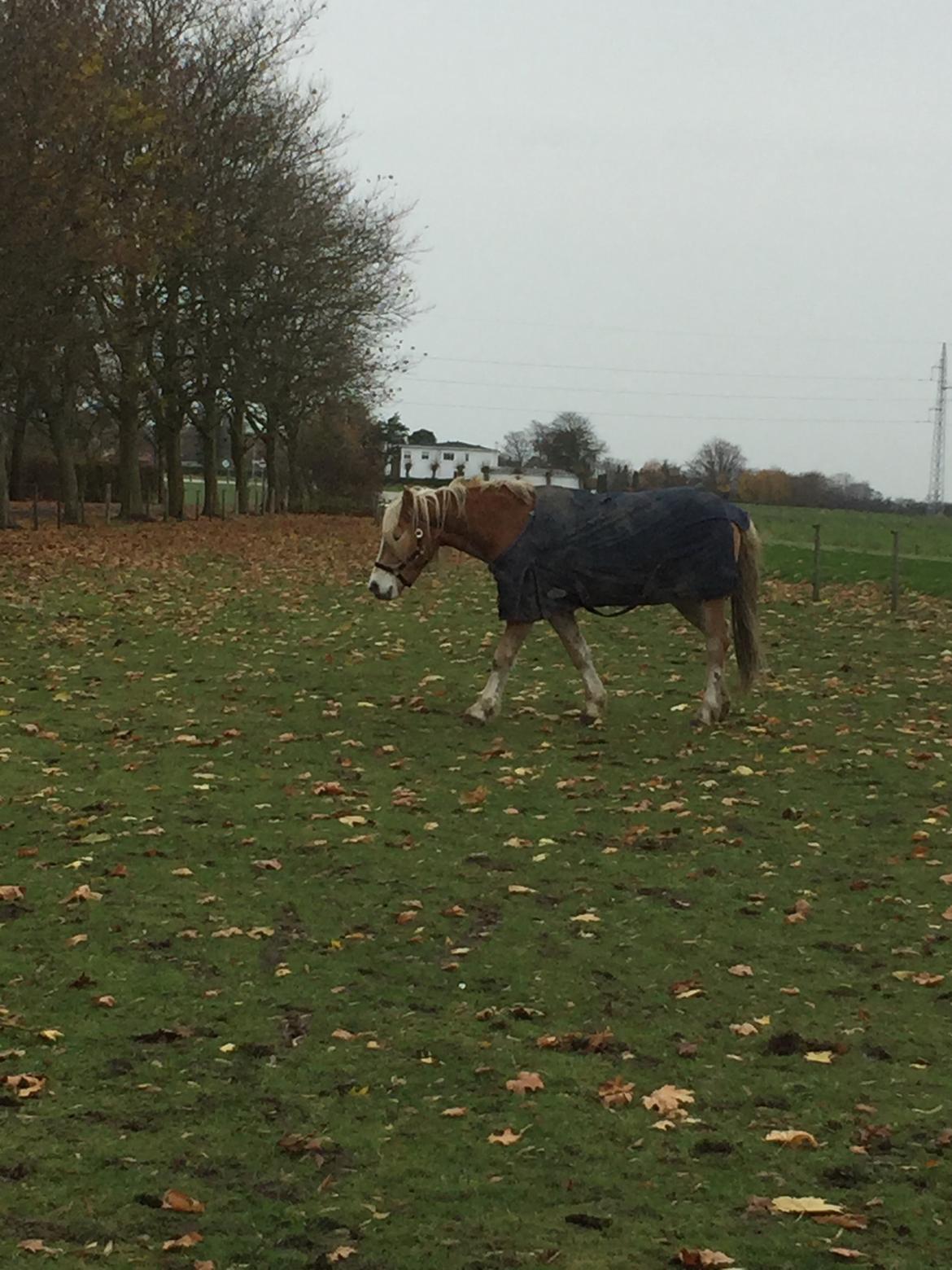 Haflinger Willy Kippinge Solgt billede 1