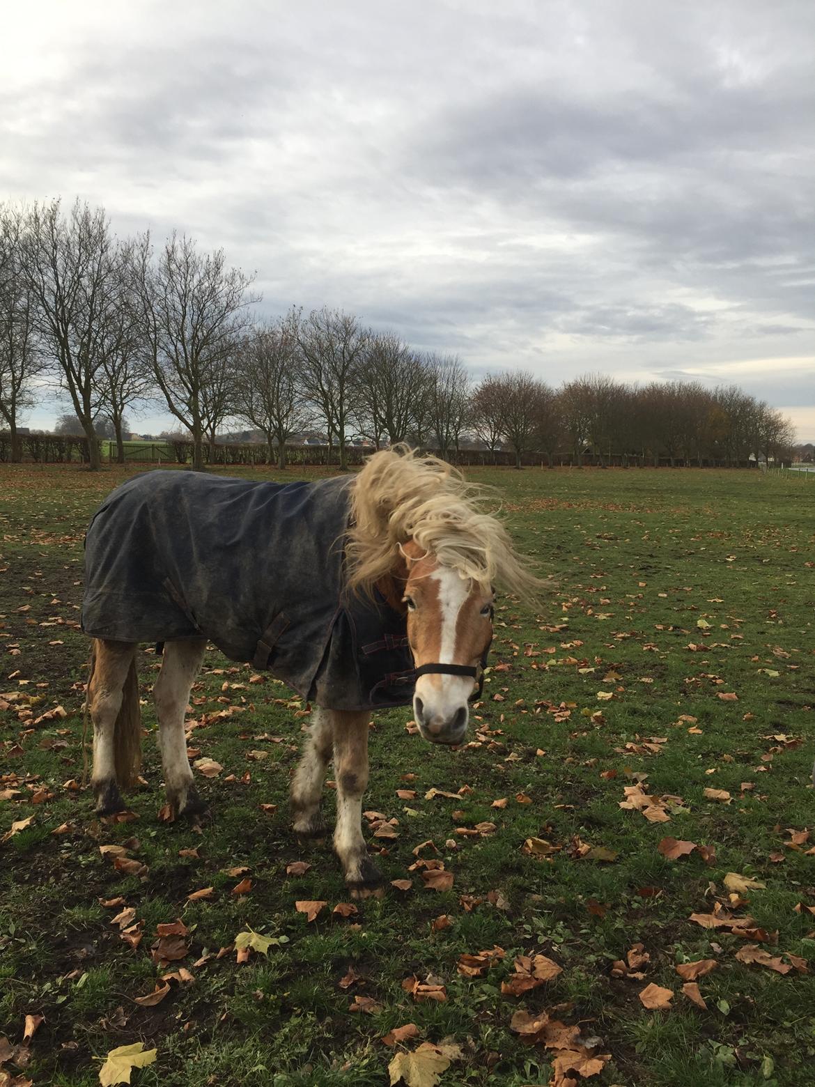 Haflinger Willy Kippinge Solgt billede 5
