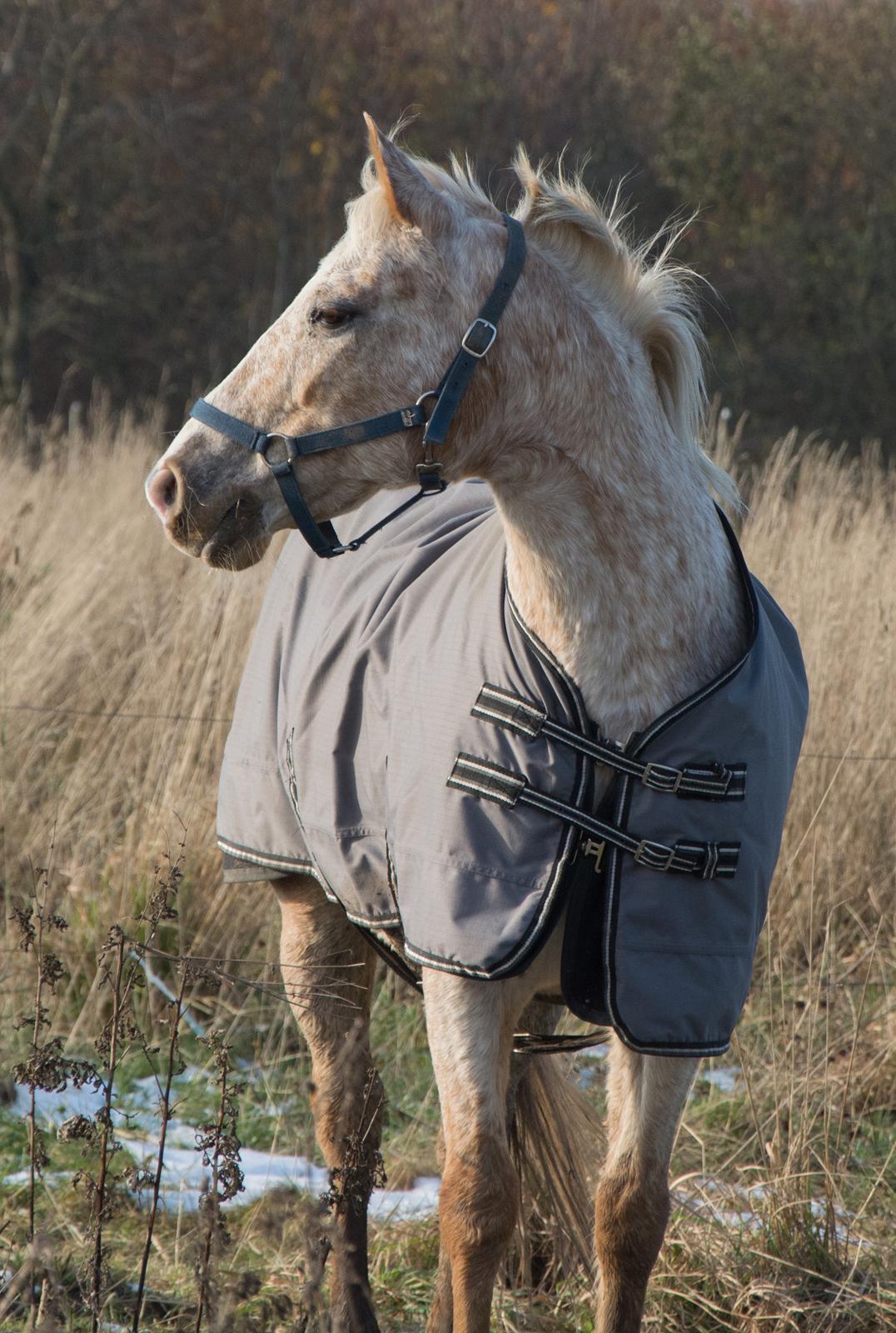 Anden særlig race Athene - November 2016 billede 13