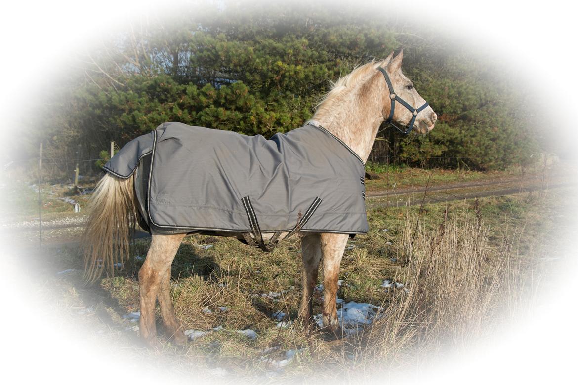 Anden særlig race Athene - November 2016 billede 14