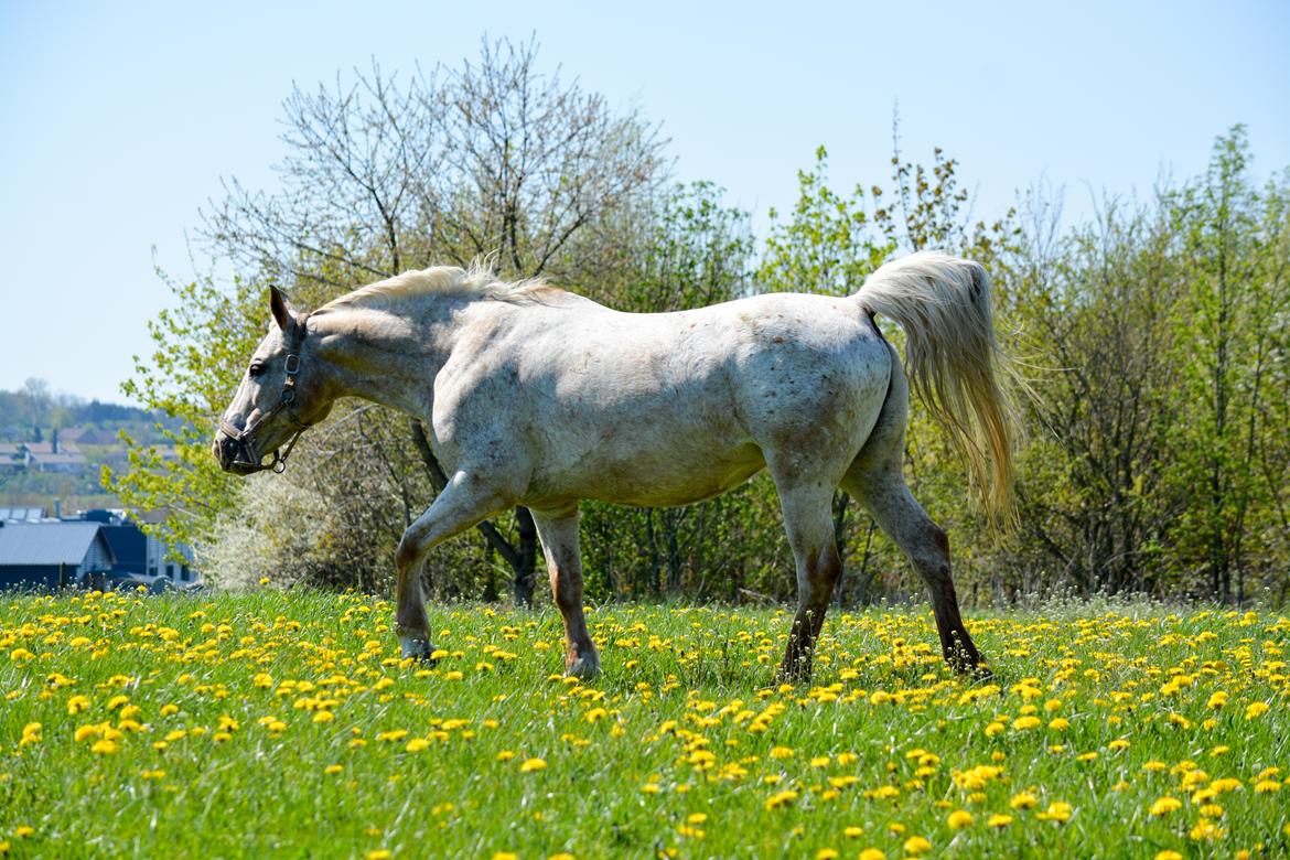 Anden særlig race Athene - Maj 2016 billede 9