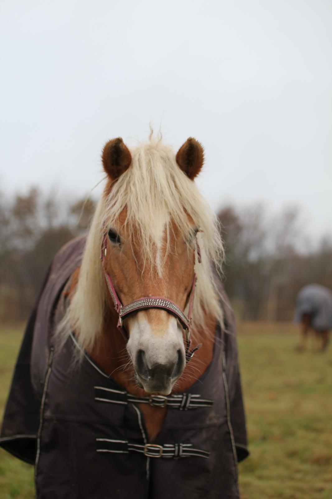 Tyroler Haflinger Astilbe billede 31