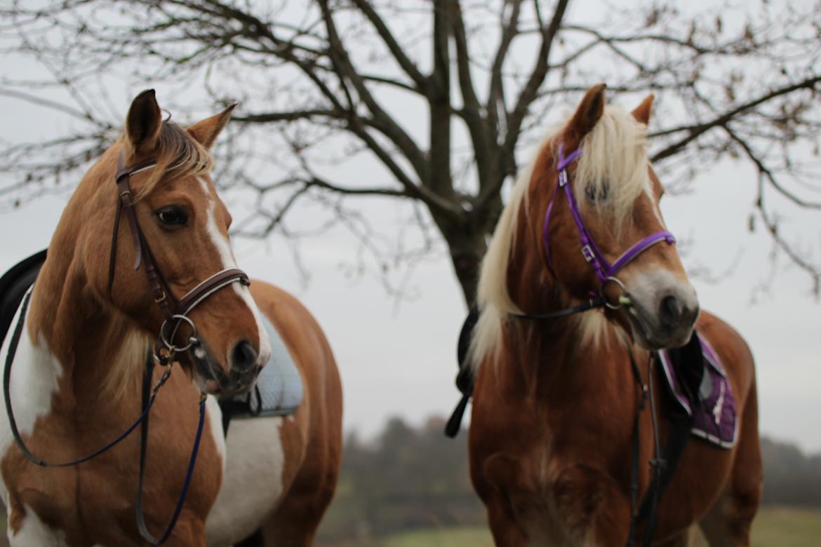 Tyroler Haflinger Astilbe - Min storbrors hest Bianca, og min hest Astilbe! billede 32