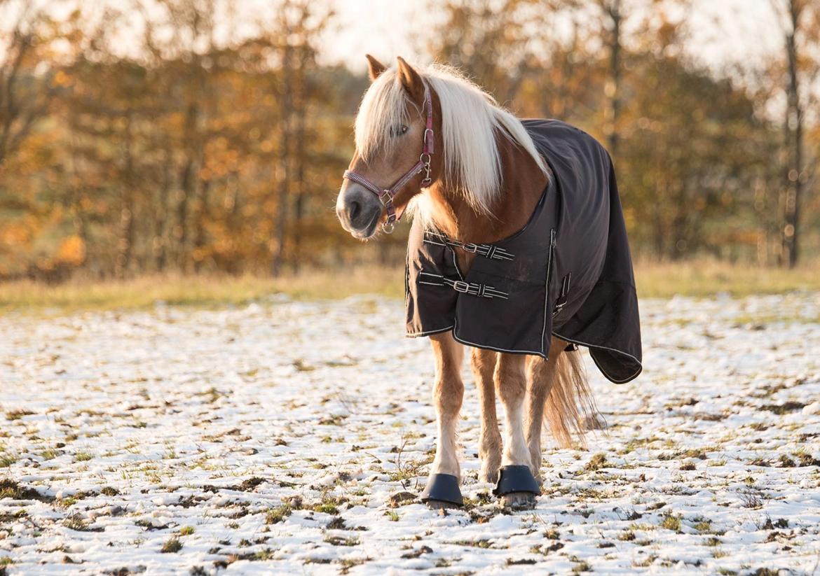 Tyroler Haflinger Astilbe - billede taget af Maiken Bang Photography billede 34